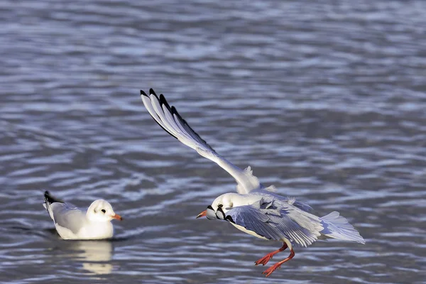 stock image Black-headed gulls in winter dress on the water in Dieen am Ammersee on a sunny winter day.