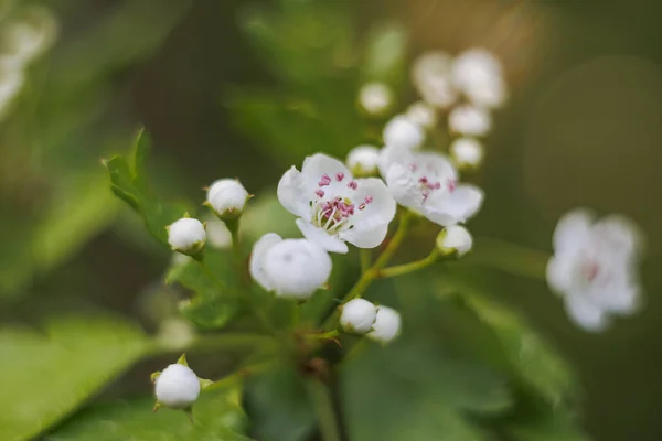 Flower Hawthorn Close Shallow Depth Field Soft Out Focus Background — Stock Photo, Image