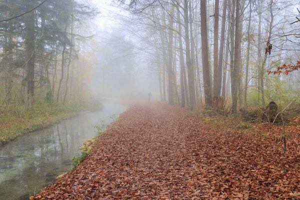 Nevoeiro Sobre Caminho Floresta Com Solo Coberto Folhas Perto Córrego — Fotografia de Stock