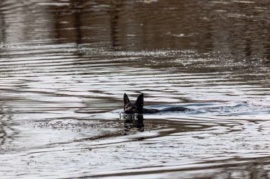 Siyah bir Alman çoban köpeği yansıyan suda yüzer.