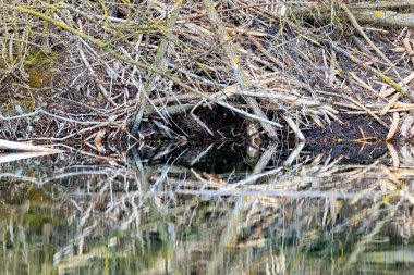 Su parkında kunduzlar tarafından kemirilmiş ve kesilmiş bir ağaç gövdesi.