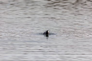Bir yaban ördeği yansıyan su yüzeyinde yüzer.
