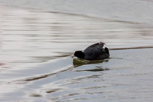 Coot Swims Reflecting Water Surface — Stock Photo, Image
