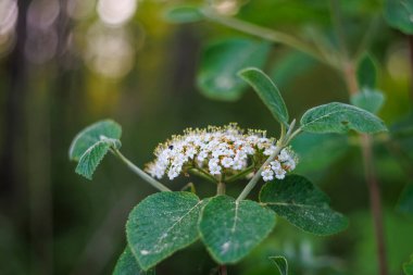 Ormandaki kartopu çalılarının çiçekleri. Arka planı bulanık ve yumuşak bokeh.
