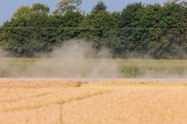 Olgun tahıl tarlalarının üzerindeki toz bulutları ve sarı tahıl kulakları.