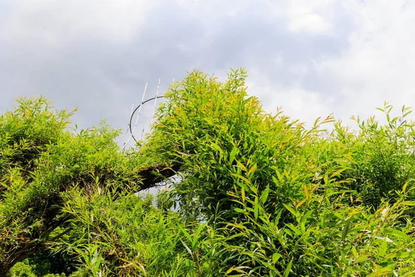 Sebuah Gereja Yang Terbuat Dari Pohon Willow Padang Rumput Dekat — Stok Foto