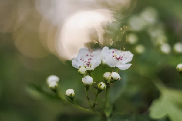 Flower Hawthorn Close Shallow Depth Field Soft Out Focus Background — Stok fotoğraf