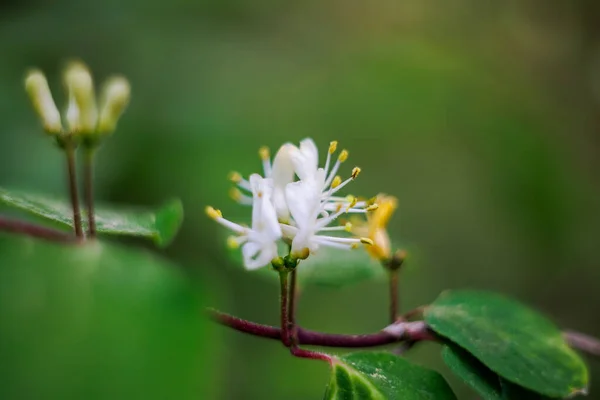 Blossoms Honeysuckle Forest — Stockfoto
