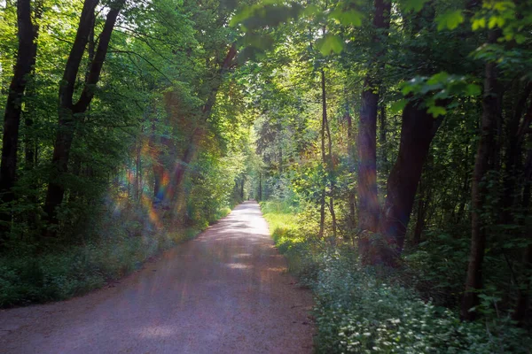 Skogsstig Med Färgade Linser Och Solstrålar Morgonen Skogen — Stockfoto
