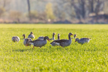 Gri-lag kaz ailesi iki ebeveyn ve beş civciv suda yüzer.