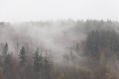 Yağmurdan sonra, Kara Orman 'daki Schopfheim yakınlarındaki Wiesental vadisindeki ormanlardan sis perdeleri yükselir.