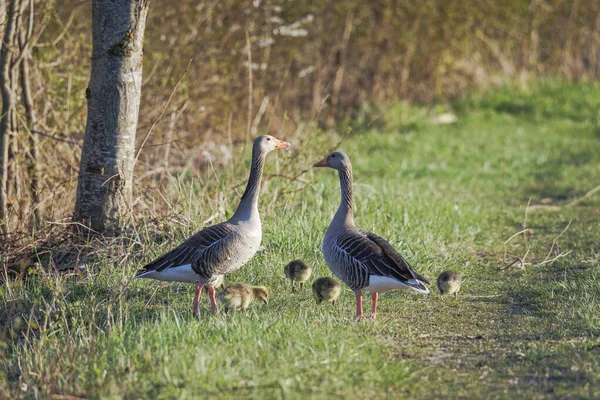 Greylag Goose Family Two Parents Five Chicks Swims Water — стоковое фото