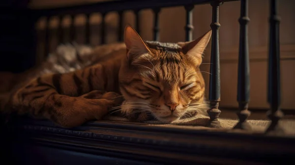Aranyos Tabby Ház Macska Fekszik Meleg Napfényben Ablaknál Alszik — Stock Fotó