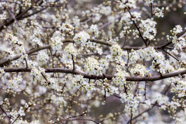 Almanya 'nın Augsburg yakınlarındaki Siebenbrunn' da bir bahar sabahı dikenli otların çiçekleri