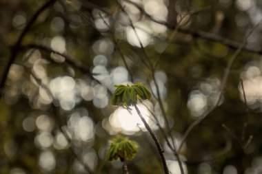 Kestane ağacının yaprakları ilkbaharda filizlenir Bokeh noktalarının önünde