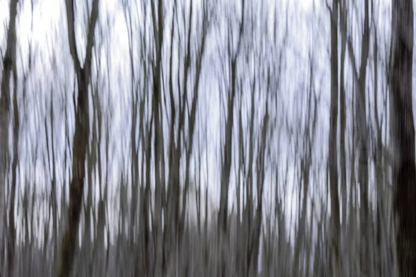 Motif Flou Des Troncs Arbres Flous Dans Une Forêt Feuillus — Photo