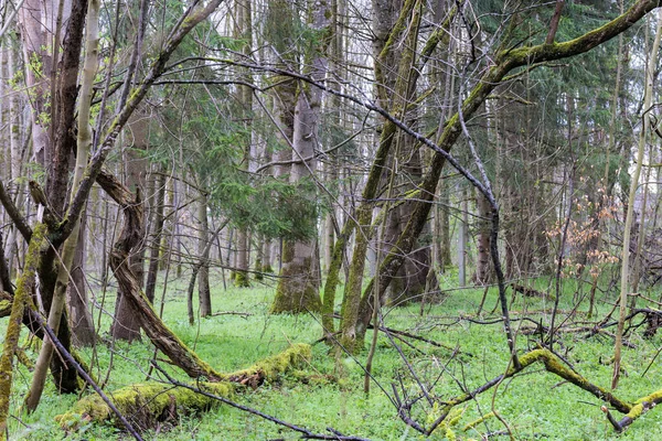 在奥格斯堡附近的西本布伦森林里 春天的早晨 一片乌云笼罩着一片清澈的森林 — 图库照片
