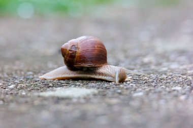 Bir bahar sabahı Almanya 'nın Augsburg yakınlarındaki Siebenbrunn' da bir salyangoz ıslak bir ağaç gövdesinde sağdan sola sürünür.