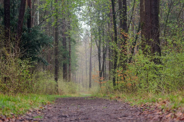 stock image Light haze over a lonely forest path between trees in Siebenbrunn near Augsburg