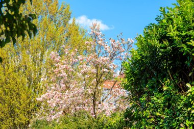 Baden Wuerttemberg 'deki Ravensburg şehir merkezinde çiçek açan bir manolya ağacı.
