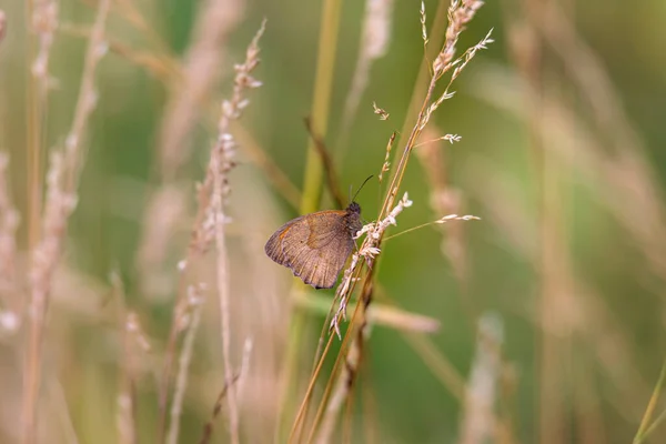 蝶の牧草地茶色の牧草地でグラの刃に座っている — ストック写真