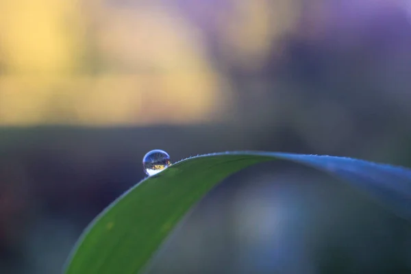 Meadow Augsburg City Forest Reflected Tiny Drop Water Hanging Reed — Stock Photo, Image