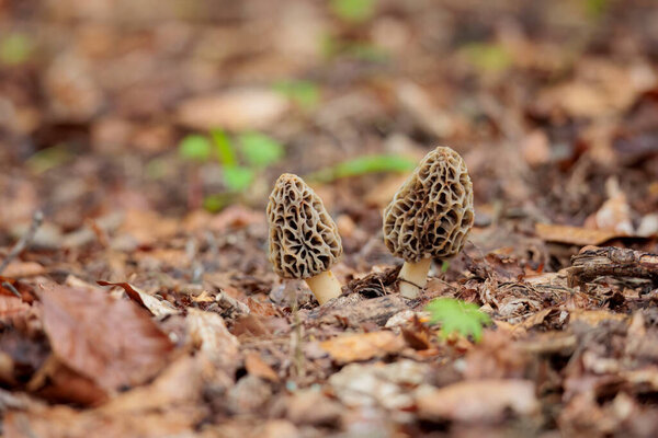 Two black morels in spring are well camouflaged on the forest floor