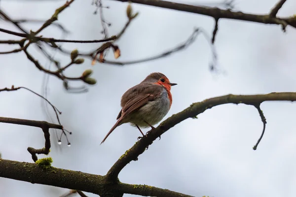 Robin Senta Nos Galhos Uma Árvore Dia Chuvoso Canta — Fotografia de Stock