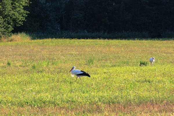 Two White Storks Forage Flowering Meadow Edge Forest — Stockfoto