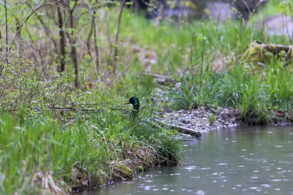 在水体的河岸上站着一只野鸭 — 图库照片