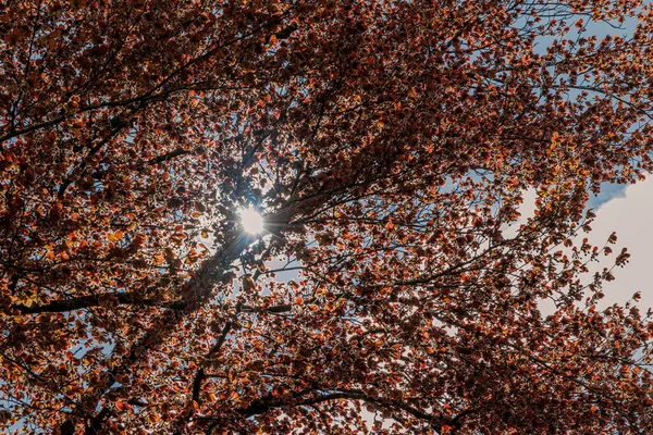 Sun Rays Fall Fresh Young Leaves Big Old Copper Beech — Stock Photo, Image