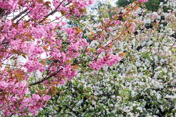 Ροζ Άνθη Κερασιάς Και Λευκά Άνθη Καλλωπιστικού Μήλου Στον Κήπο — Φωτογραφία Αρχείου