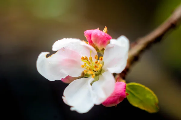 Zbliżenie Kwiatu Jabłoni Kroplami Wody Deszczu — Zdjęcie stockowe