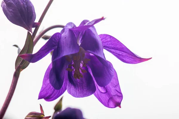 Mor Müktesebatın Çiçeğini Yakın Plan Beyaz Arka Plan Ile Sığ — Stok fotoğraf