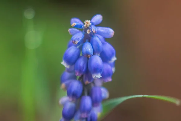 stock image Close up of blue grape hyacinth with shallow depth of field