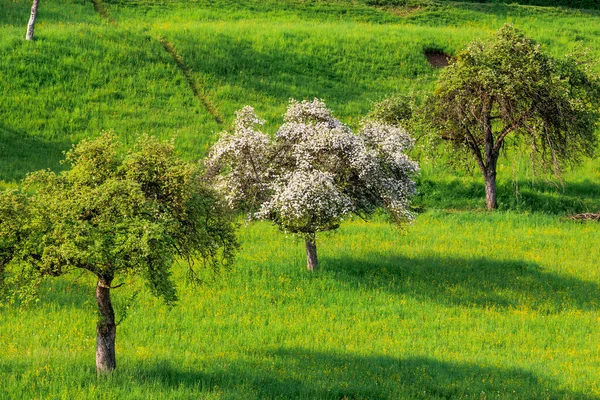 Üç elma ağacı bir çayırda köşegen bir sırada duruyor, ortadaki ağaç tamamen çiçek açmış.