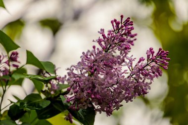 Vahşi mor çiçekli sütunlar arka planda bokeh daireler ve sığ alan derinliği