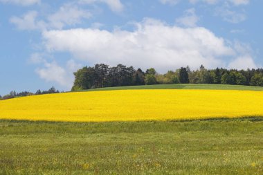 Augsburg yakınlarındaki Schmuttertal 'da mavi gökyüzü olan sarı çiçek açan tecavüz alanı.