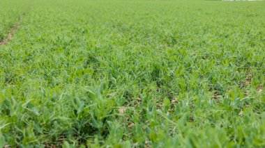 Genç bezelye fideleri filizlerini bir çiftçinin tarlasına uzatıyor.