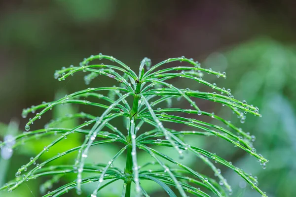말꼬리 식물의 꼭대기를 — 스톡 사진