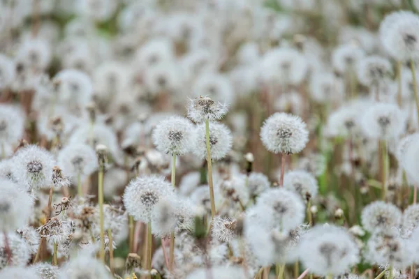 Ein Meer Von Löwenzahn Die Samenstängel Des Löwenzahns Warten Darauf — Stockfoto