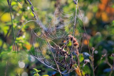 Dewy spider webs in the morning among the grasses in a meadow glisten in the sun