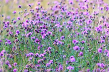 Mavi devedikenlerle dolu bir tarla