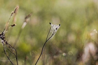 Dewy spider webs in the morning among the grasses in a meadow glisten in the sun