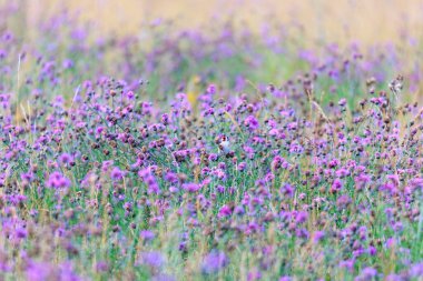 A goldfinch sits hidden in a field full of blue thistles eating their seeds