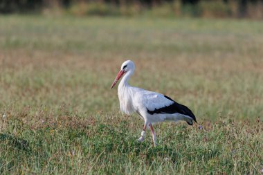 İki beyaz leylek, ormanın kenarındaki çiçek açan bir çayırda yiyecek arıyor.