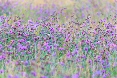 A goldfinch sits hidden in a field full of blue thistles eating their seeds