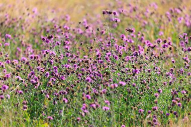 A field full of blue thistles