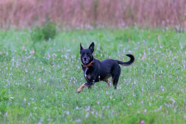 Kahverengi yakalı siyah melez bir köpek yeşil bir çayırın üzerinden atlıyor.