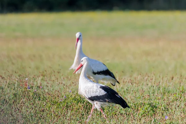 Two White Storks Forage Flowering Meadow Edge Forest — Φωτογραφία Αρχείου